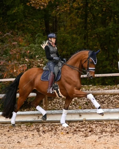 Angelina-De-Vittorio-Pferdevermittlung-Pferdeverkauf-Sportpferde-Freizeitpferde-Dressurpferde-Verkaufspferde-Süddeutschland-Bayern-About-2