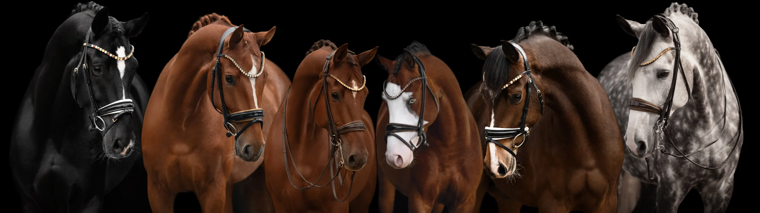 Angelina-De-Vittorio-Pferdevermittlung-Pferdeverkauf-Sportpferde-Freizeitpferde-Dressurpferde-Verkaufspferde-Süddeutschland-Bayern-Headerbild