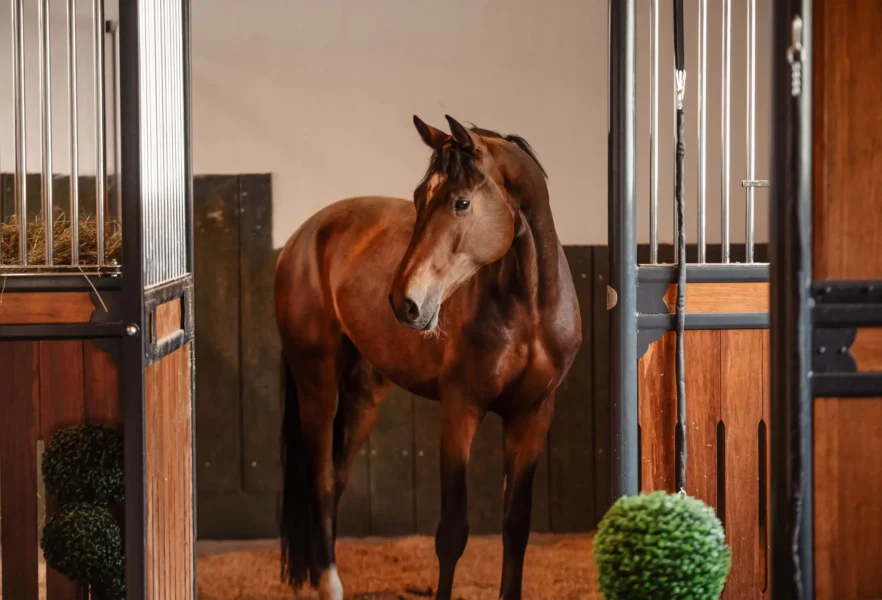 Angelina-De-Vittorio-Pferdevermittlung-Pferdeverkauf-Sportpferde-Freizeitpferde-Dressurpferde-Verkaufspferde-Süddeutschland-Bayern-Reitanlage-1