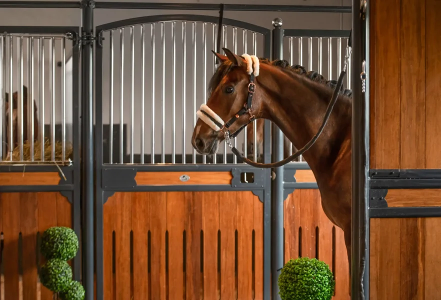 Angelina-De-Vittorio-Pferdevermittlung-Pferdeverkauf-Sportpferde-Freizeitpferde-Dressurpferde-Verkaufspferde-Süddeutschland-Bayern-Reitanlage-3