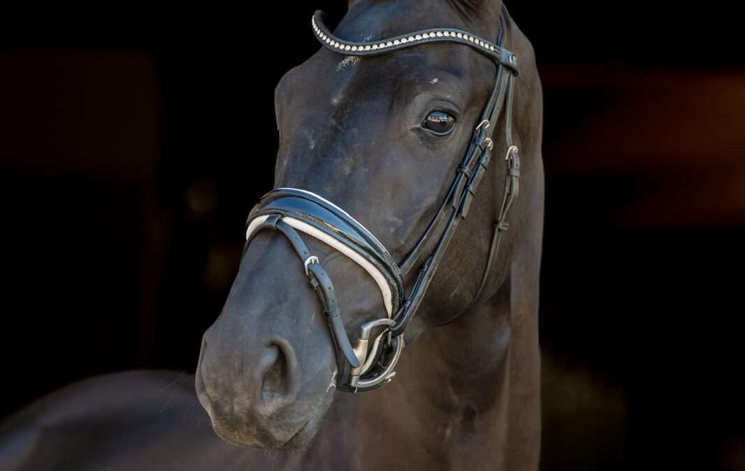 Angelina-De-Vittorio-Vermittlung-Verkauf-Pferde-Sportpferde-Freizeitpferde-Dressurpferde-Verkaufspferde-Pferdeverkauf-Süddeutschland-Bayern-Kunde-Anke