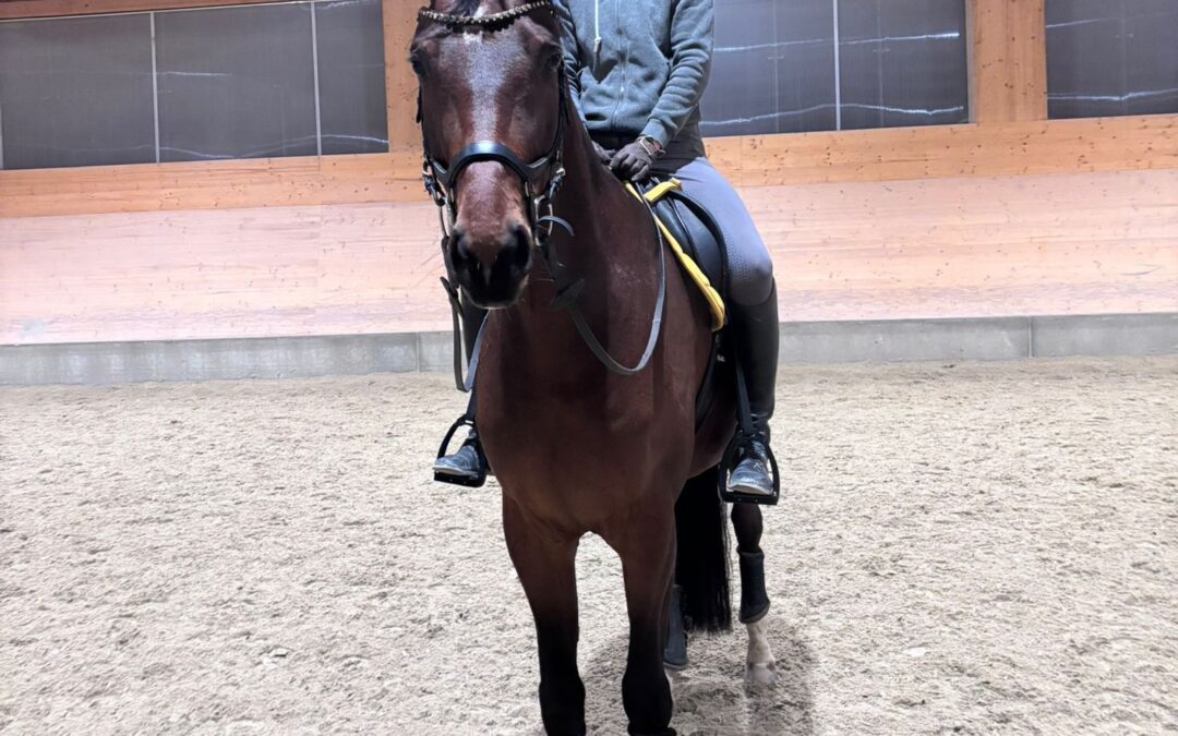 Angelina-De-Vittorio-Vermittlung-Verkauf-Pferde-Sportpferde-Freizeitpferde-Dressurpferde-Verkaufspferde-Pferdeverkauf-Süddeutschland-Bayern-Kunde-Elisabeth