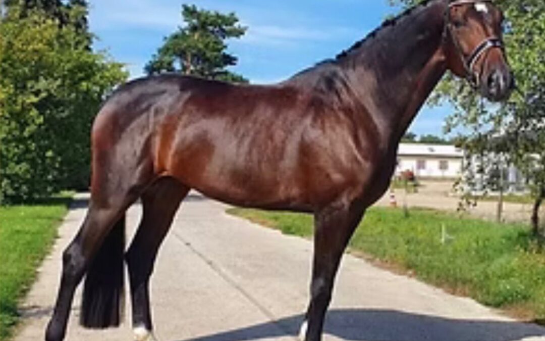 Angelina-De-Vittorio-Vermittlung-Verkauf-Pferde-Sportpferde-Freizeitpferde-Dressurpferde-Verkaufspferde-Pferdeverkauf-Süddeutschland-Bayern-Kunde-Ema
