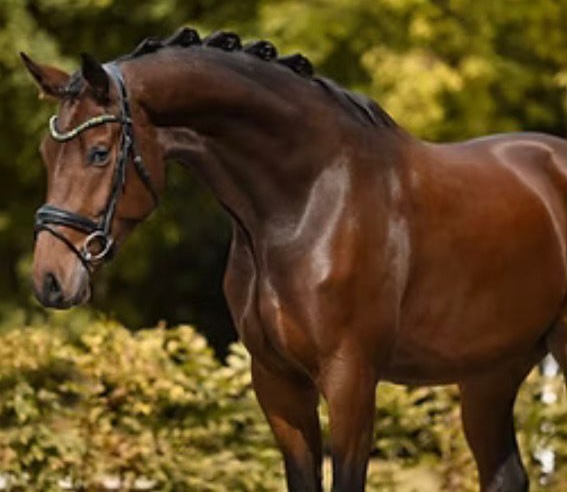 Angelina-De-Vittorio-Vermittlung-Verkauf-Pferde-Sportpferde-Freizeitpferde-Dressurpferde-Verkaufspferde-Pferdeverkauf-Süddeutschland-Bayern-Kunde-Günter-Freudling