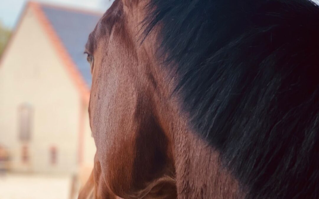 Angelina-De-Vittorio-Vermittlung-Verkauf-Pferde-Sportpferde-Freizeitpferde-Dressurpferde-Verkaufspferde-Pferdeverkauf-Süddeutschland-Bayern-Kunde-Juliane