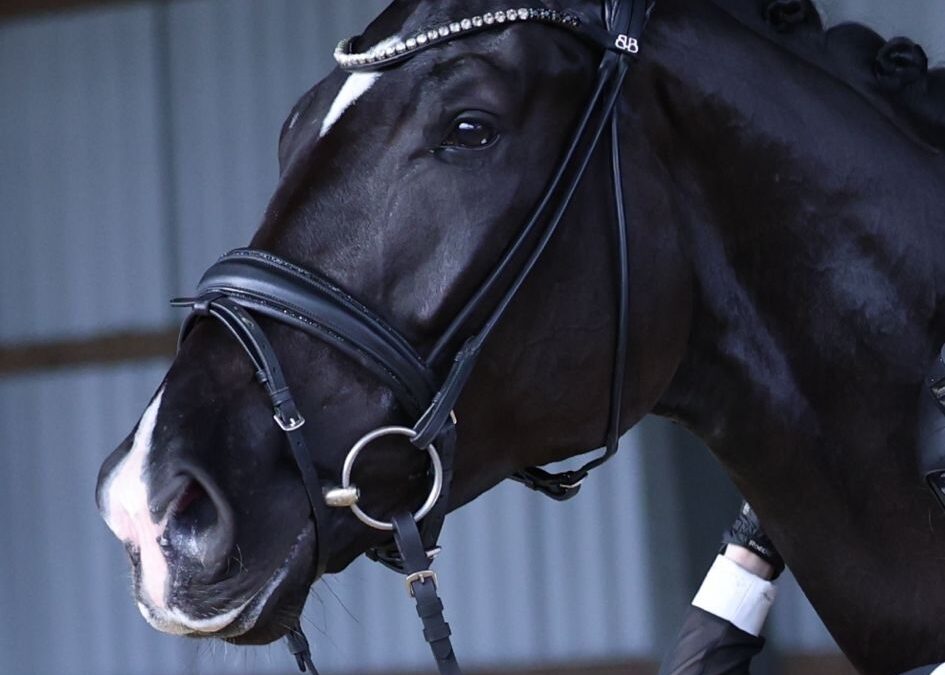 Angelina-De-Vittorio-Vermittlung-Verkauf-Pferde-Sportpferde-Freizeitpferde-Dressurpferde-Verkaufspferde-Pferdeverkauf-Süddeutschland-Bayern-Kunde-Katharina