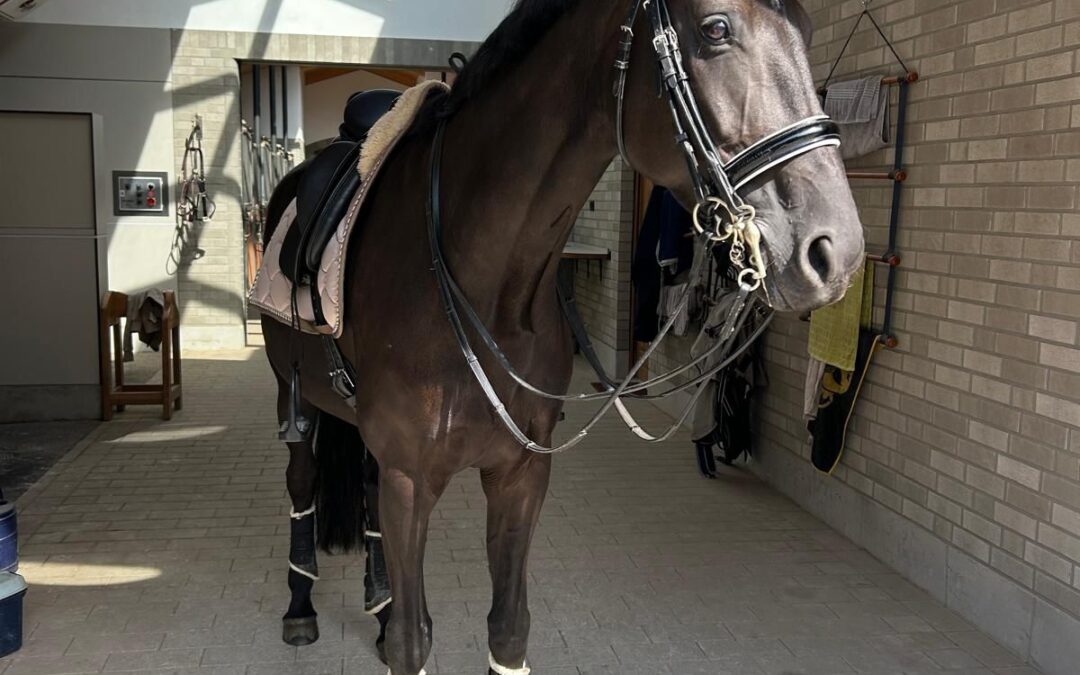 Angelina-De-Vittorio-Vermittlung-Verkauf-Pferde-Sportpferde-Freizeitpferde-Dressurpferde-Verkaufspferde-Pferdeverkauf-Süddeutschland-Bayern-Kunde-Lena