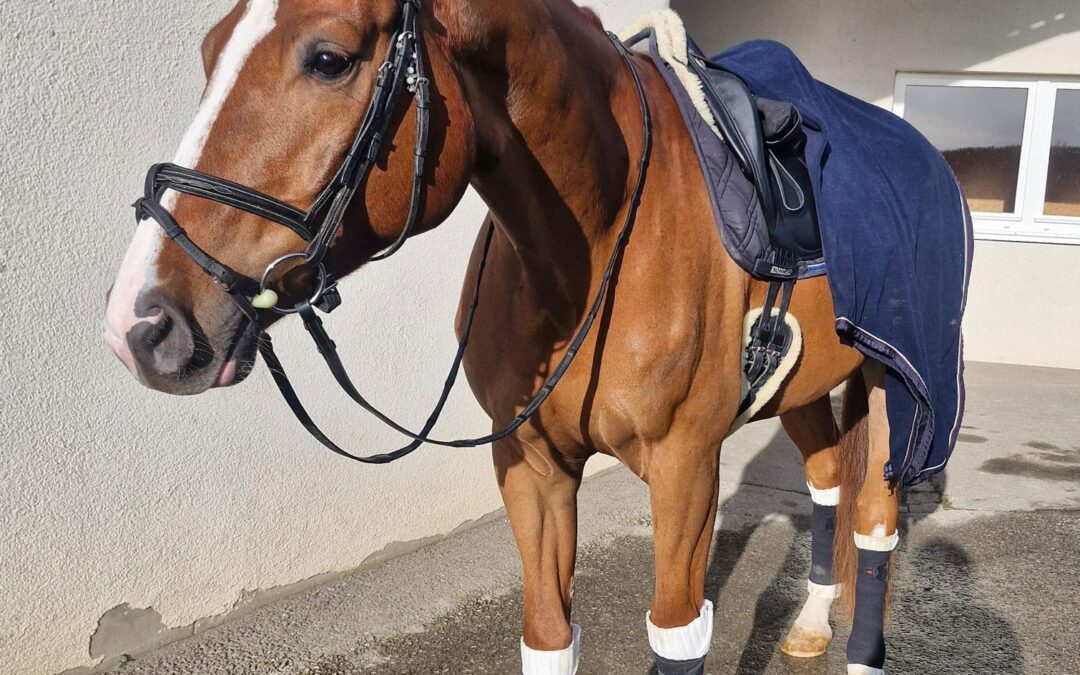 Angelina-De-Vittorio-Vermittlung-Verkauf-Pferde-Sportpferde-Freizeitpferde-Dressurpferde-Verkaufspferde-Pferdeverkauf-Süddeutschland-Bayern-Kunde-Leonie