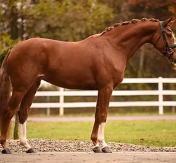 Angelina-De-Vittorio-Vermittlung-Verkauf-Pferde-Sportpferde-Freizeitpferde-Dressurpferde-Verkaufspferde-Pferdeverkauf-Süddeutschland-Bayern-Kunde-MatthiasBouten