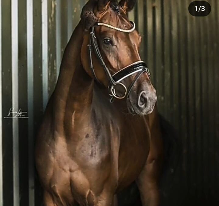 Angelina-De-Vittorio-Vermittlung-Verkauf-Pferde-Sportpferde-Freizeitpferde-Dressurpferde-Verkaufspferde-Pferdeverkauf-Süddeutschland-Bayern-Kunde-Michelle