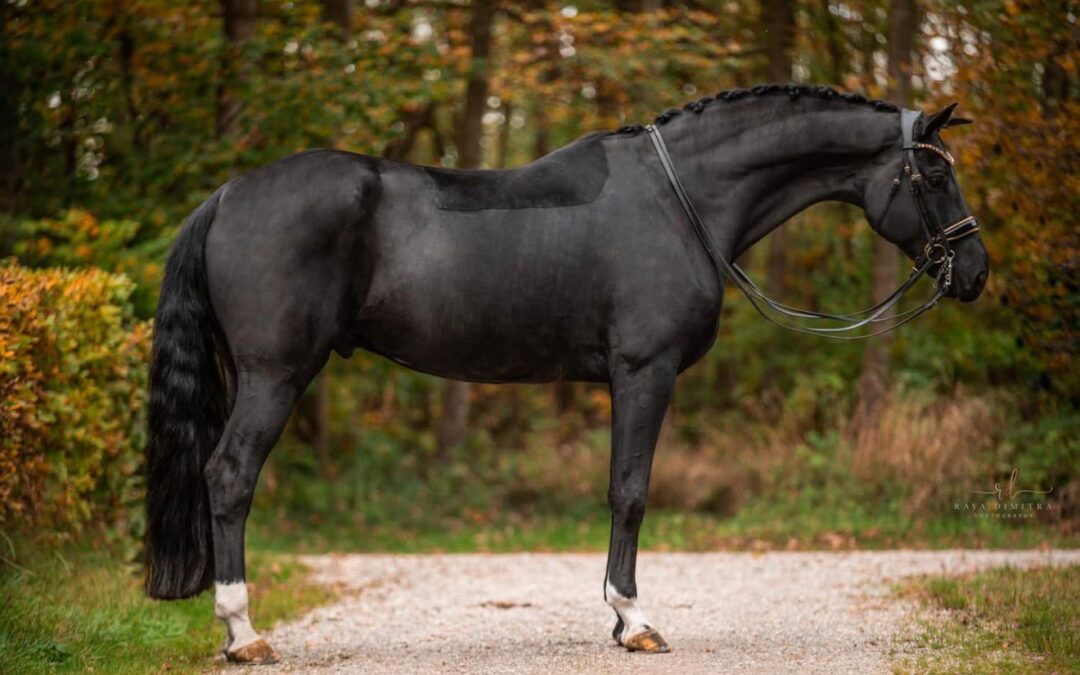 Angelina-De-Vittorio-Vermittlung-Verkauf-Pferde-Sportpferde-Freizeitpferde-Dressurpferde-Verkaufspferde-Pferdeverkauf-Süddeutschland-Bayern-Kunde-Sandra