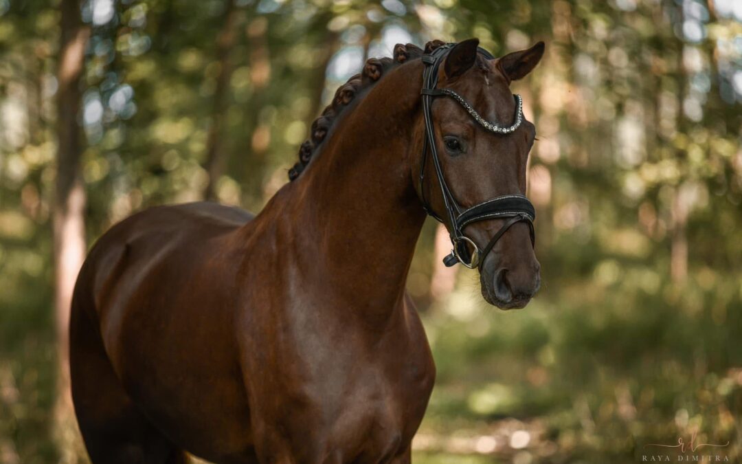 Angelina-De-Vittorio-Vermittlung-Verkauf-Pferde-Sportpferde-Freizeitpferde-Dressurpferde-Verkaufspferde-Pferdeverkauf-Süddeutschland-Bayern-Kunde-Sönke-Rothenberger