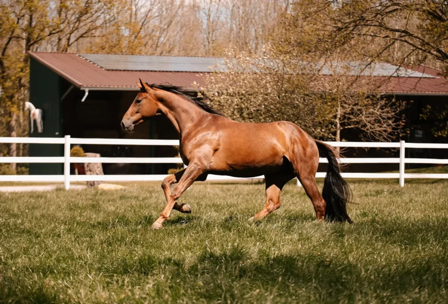 Angelina-De-Vittorio-Pferdevermittlung-Pferdeverkauf-Sportpferde-Freizeitpferde-Dressurpferde-Verkaufspferde-Süddeutschland-Bayern-Reitanlage-5