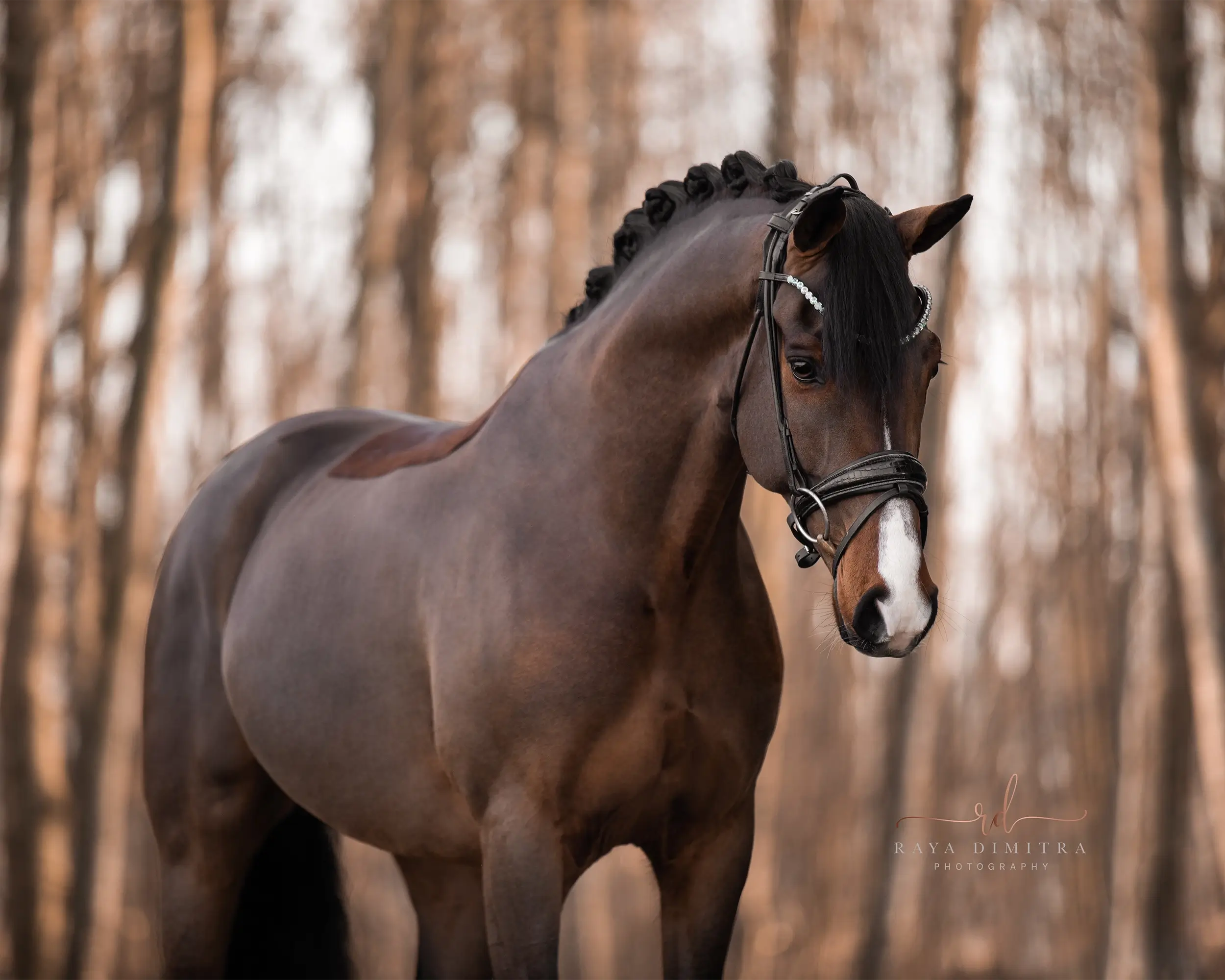 Angelina-De-Vittorio-Pferdevermittlung-Pferdeverkauf-Sportpferde-Freizeitpferde-Dressurpferde-Verkaufspferde-Süddeutschland-Bayern-Startseite-Pferdekauf