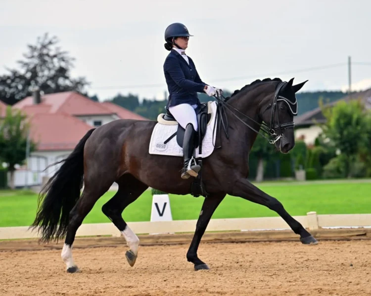 Angelina-De-Vittorio-Pferdevermittlung-Pferdeverkauf-Sportpferde-Freizeitpferde-Dressurpferde-Verkaufspferde-Süddeutschland-Bayern-Team-Corinna