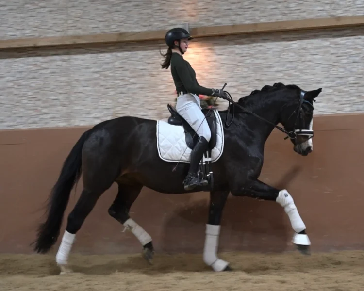 Angelina-De-Vittorio-Pferdevermittlung-Pferdeverkauf-Sportpferde-Freizeitpferde-Dressurpferde-Verkaufspferde-Süddeutschland-Bayern-Team-Sophia