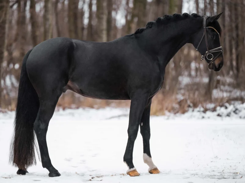 Angelina-De-Vittorio-Pferdevermittlung-Pferdeverkauf-Sportpferde-Freizeitpferde-Dressurpferde-Verkaufspferde-Süddeutschland-Bayern-Verkaufspferd-1