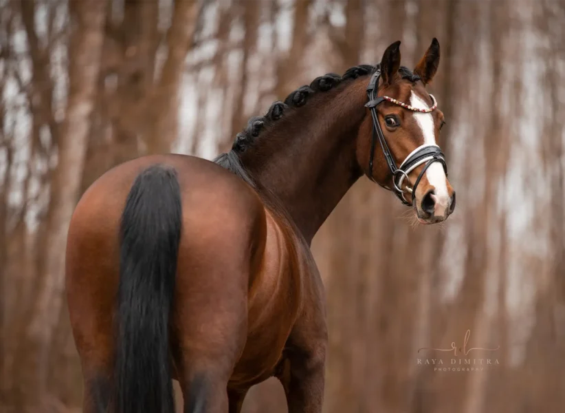 Angelina-De-Vittorio-Pferdevermittlung-Pferdeverkauf-Sportpferde-Freizeitpferde-Dressurpferde-Verkaufspferde-Süddeutschland-Bayern-Verkaufspferd-10