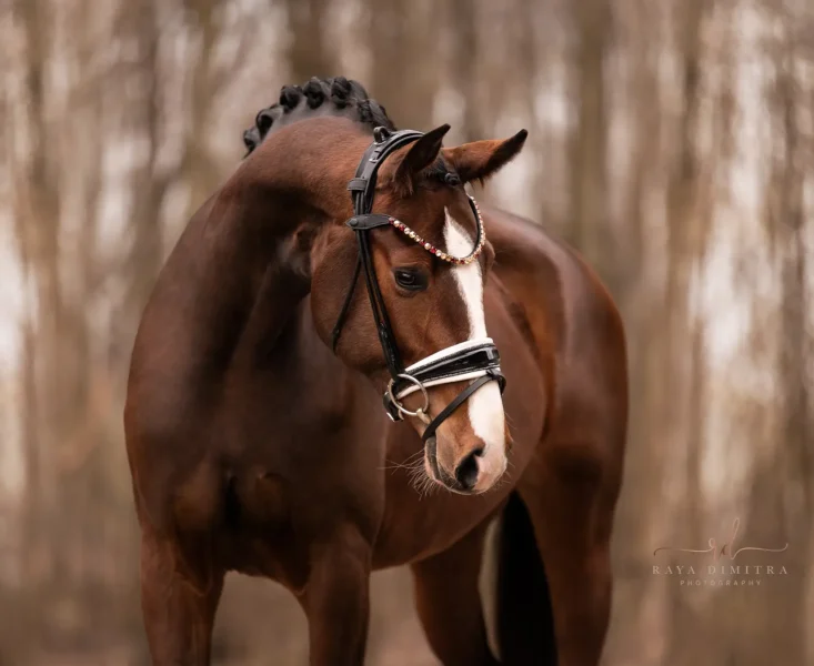 Angelina-De-Vittorio-Pferdevermittlung-Pferdeverkauf-Sportpferde-Freizeitpferde-Dressurpferde-Verkaufspferde-Süddeutschland-Bayern-Verkaufspferd-11