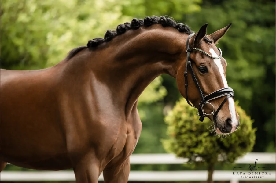 Angelina-De-Vittorio-Pferdevermittlung-Pferdeverkauf-Sportpferde-Freizeitpferde-Dressurpferde-Verkaufspferde-Süddeutschland-Bayern-Verkaufspferd-13
