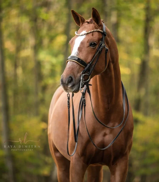 Angelina-De-Vittorio-Pferdevermittlung-Pferdeverkauf-Sportpferde-Freizeitpferde-Dressurpferde-Verkaufspferde-Süddeutschland-Bayern-Verkaufspferd-14
