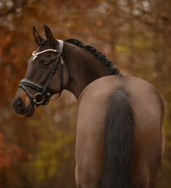 Angelina-De-Vittorio-Pferdevermittlung-Pferdeverkauf-Sportpferde-Freizeitpferde-Dressurpferde-Verkaufspferde-Süddeutschland-Bayern-Verkaufspferd-15