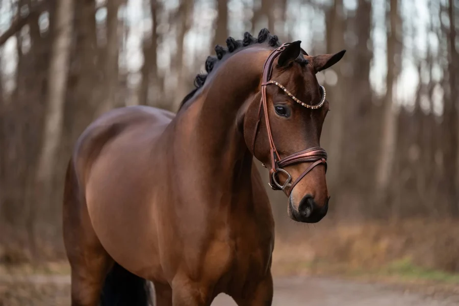 Angelina-De-Vittorio-Pferdevermittlung-Pferdeverkauf-Sportpferde-Freizeitpferde-Dressurpferde-Verkaufspferde-Süddeutschland-Bayern-Verkaufspferd-3