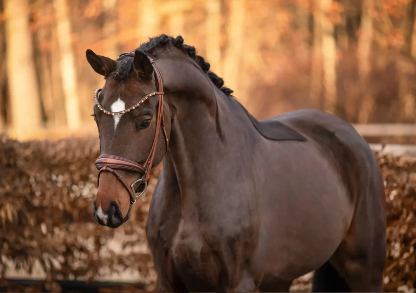 Angelina-De-Vittorio-Pferdevermittlung-Pferdeverkauf-Sportpferde-Freizeitpferde-Dressurpferde-Verkaufspferde-Süddeutschland-Bayern-Verkaufspferd-4