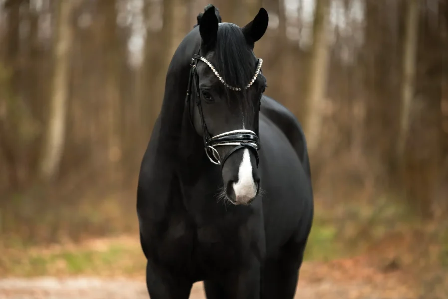 Angelina-De-Vittorio-Pferdevermittlung-Pferdeverkauf-Sportpferde-Freizeitpferde-Dressurpferde-Verkaufspferde-Süddeutschland-Bayern-Verkaufspferd-5