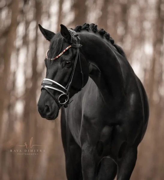 Angelina-De-Vittorio-Pferdevermittlung-Pferdeverkauf-Sportpferde-Freizeitpferde-Dressurpferde-Verkaufspferde-Süddeutschland-Bayern-Verkaufspferd-7