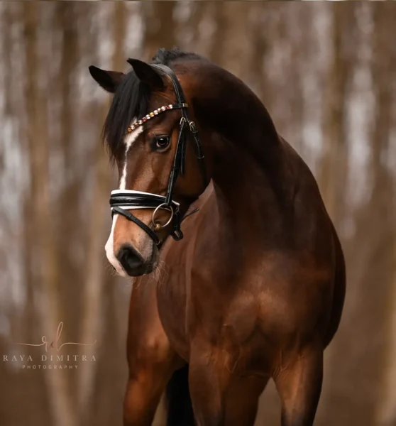 Angelina-De-Vittorio-Pferdevermittlung-Pferdeverkauf-Sportpferde-Freizeitpferde-Dressurpferde-Verkaufspferde-Süddeutschland-Bayern-Verkaufspferd-8