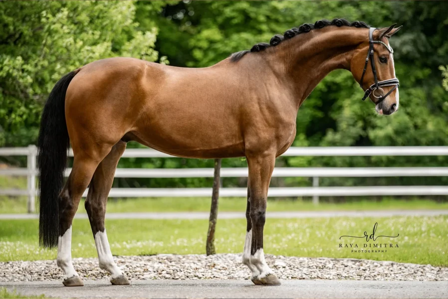 Angelina-De-Vittorio-Pferdevermittlung-Pferdeverkauf-Sportpferde-Freizeitpferde-Dressurpferde-Verkaufspferde-Süddeutschland-Bayern-Verkaufspferd-9