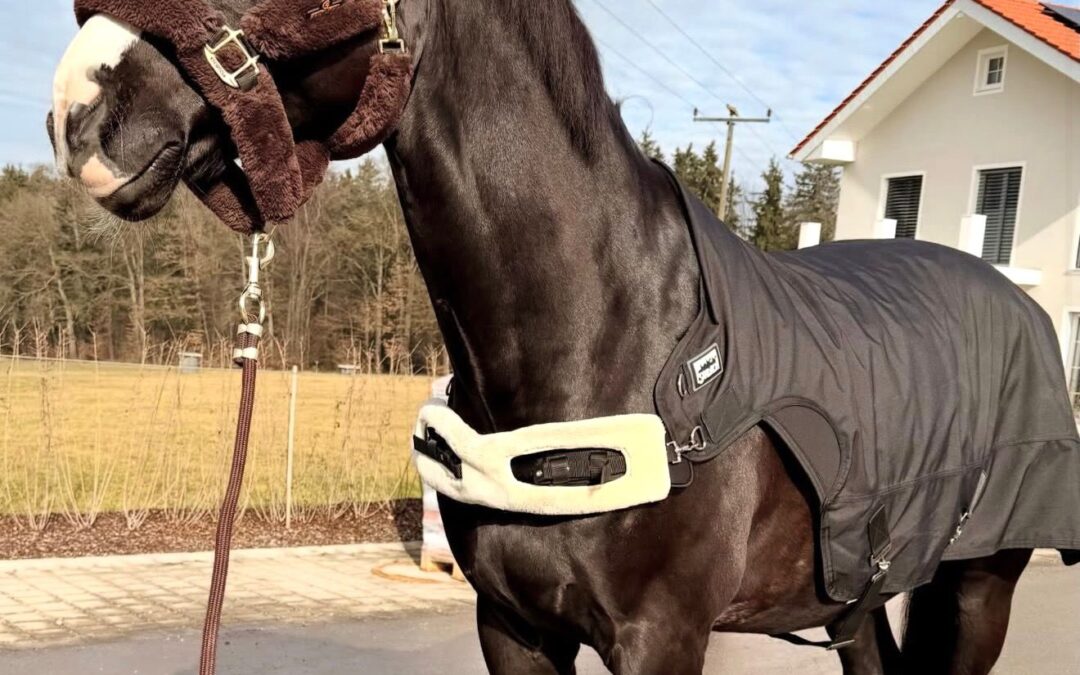 Angelina-De-Vittorio-Vermittlung-Verkauf-Pferde-Sportpferde-Freizeitpferde-Dressurpferde-Verkaufspferde-Pferdeverkauf-Süddeutschland-Bayern-Kunde-Sabrina