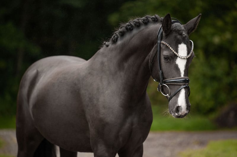 Angelina-DeVittorio-Verkaufspferd-Chanel-2