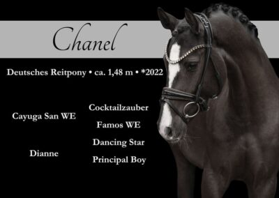 Hochveranlagtes turniererfolgreiches Traumpony mit liebenswertem Charakter
