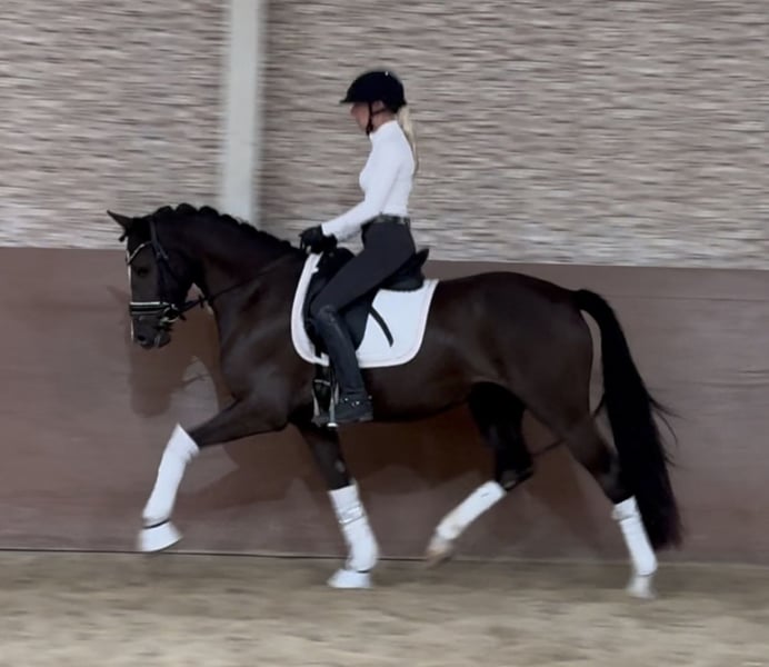 Angelina-DeVittorio-Verkaufspferd-Chanel-5