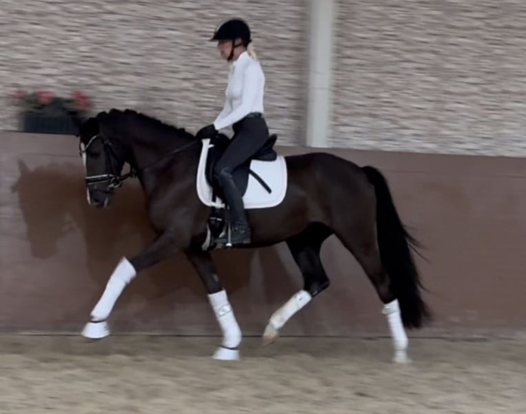 Angelina-DeVittorio-Verkaufspferd-Chanel-6