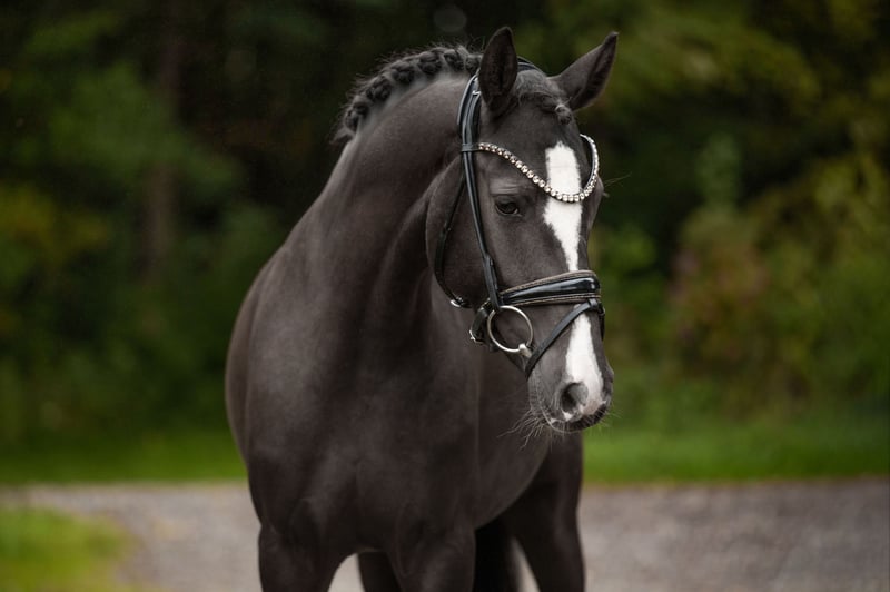 Angelina-DeVittorio-Verkaufspferd-Chanel-7