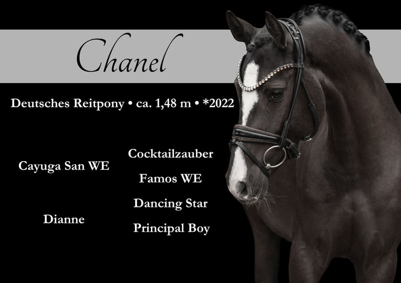 Angelina-DeVittorio-Verkaufspferd-Chanel