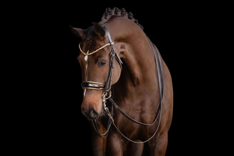 Angelina-DeVittorio-Verkaufspferd-Corabelle-S-2