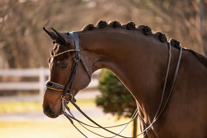 Angelina-DeVittorio-Verkaufspferd-Corabelle-S-3