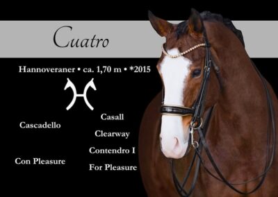 Wunderschöner, auffälliger mehrfach S*-siegreicher Wallach