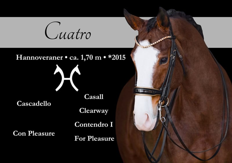 Angelina-DeVittorio-Verkaufspferd-Cuatro-1