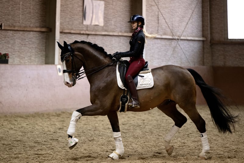 Angelina-DeVittorio-Verkaufspferd-Cuatro-5