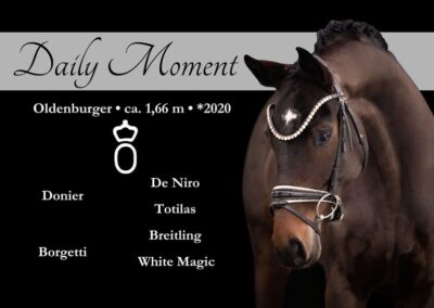 Bildschönes siegreiches Nachwuchspferd mit bester Qualität