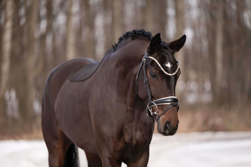 Angelina-DeVittorio-Verkaufspferd-Daily-Moment-2