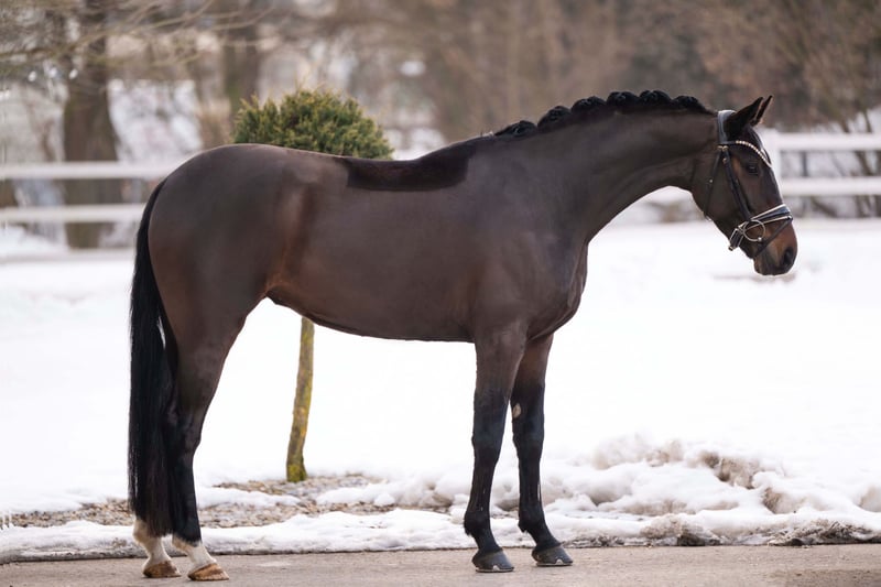 Angelina-DeVittorio-Verkaufspferd-Daily-Moment-4