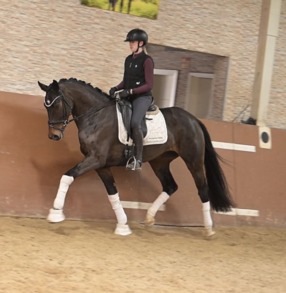 Angelina-DeVittorio-Verkaufspferd-Daily-Moment-5