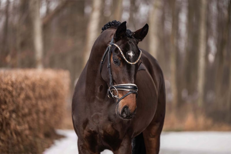 Angelina-DeVittorio-Verkaufspferd-Daily-Moment-6