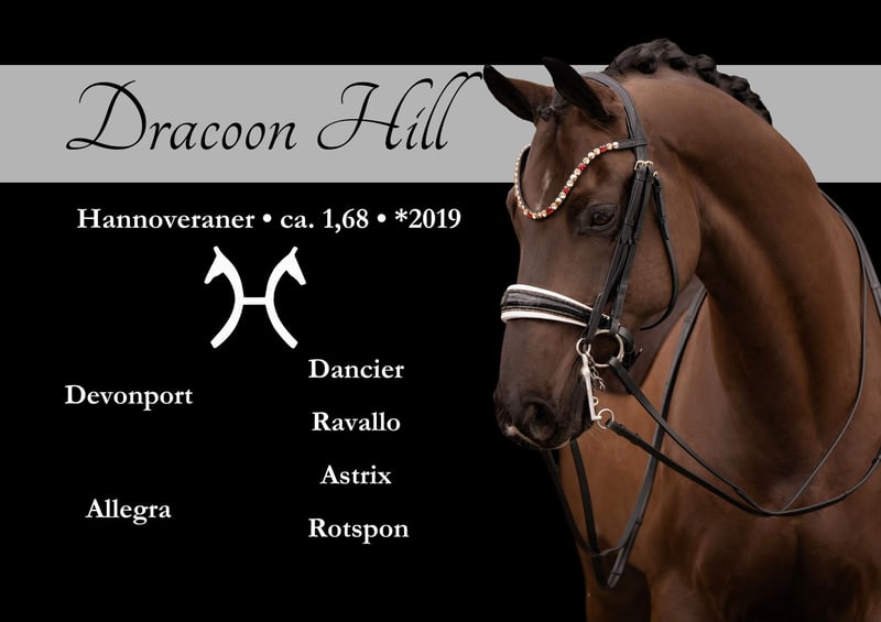 Angelina-DeVittorio-Verkaufspferd-Dracoon-Hill-1